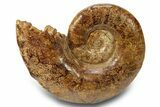 Jurassic Ammonite (Euaspidoceras) Fossil - Madagascar #283539-1